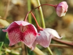 Oxystelma esculentum