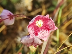 Oxystelma esculentum