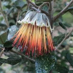Diplolaena dampieri