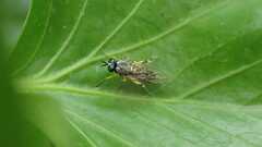 Solva marginata