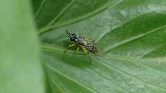 Solva marginata