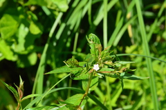 Epilobium adenocaulon