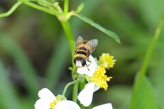 Phytomia argyrocephala