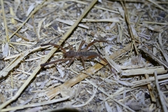 Gluvia dorsalis