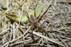 Gluvia dorsalis