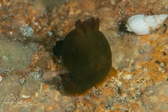 Tambja dracomus