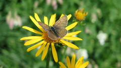 Lycaena tityrus