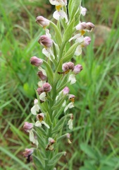 Brachycorythis pubescens