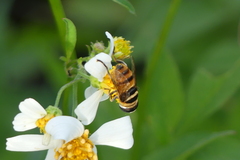 Phytomia argyrocephala