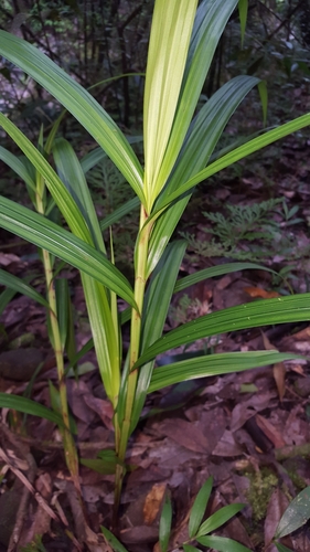 Scleria gaertneri image