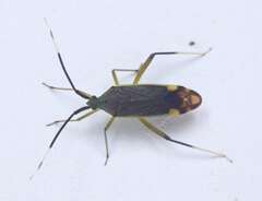 Cheilocapsus