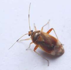 Castanopsides potanini