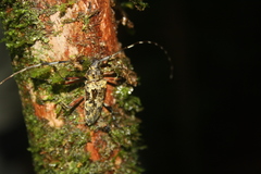 Macropophora trochlearis