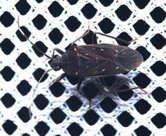 Neolethaeus assamensis