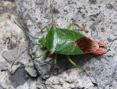 Acanthosoma labiduroides