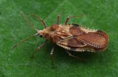 Physatocheila chiniana