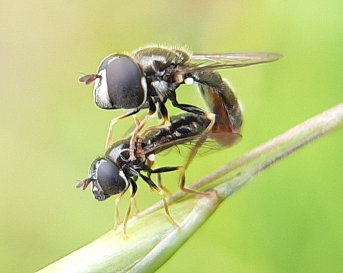 Common Grass Skimmer photo 4