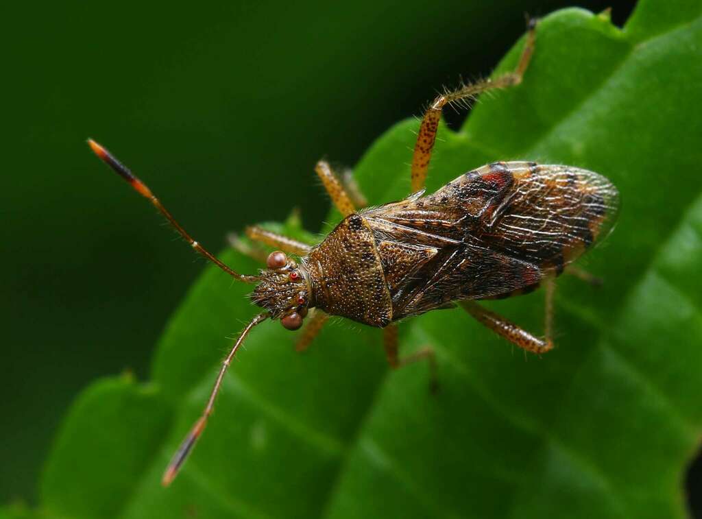 Rhopalus sapporensis from 中国重庆市巫溪县 on June 25, 2022 at 02:21 PM by ...