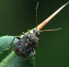 Charagochilus angusticollis