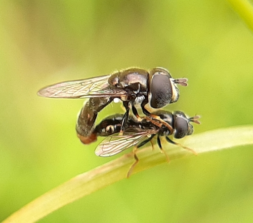 Common Grass Skimmer photo 6