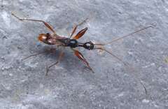 Vertomannus validus