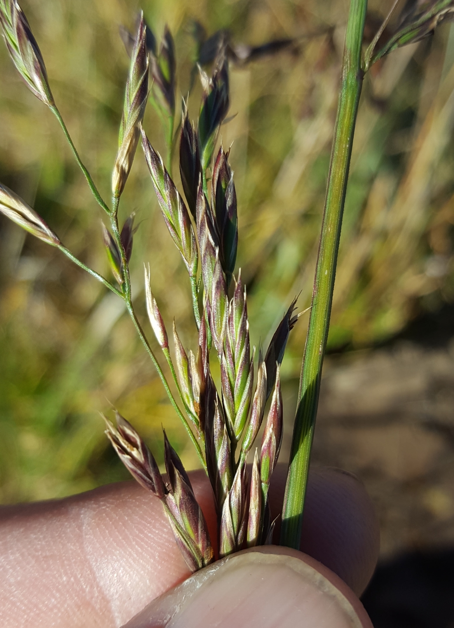 (c) François Rousseu, certains droits réservés (CC BY-NC) https://www.inaturalist.org/observations/124225258