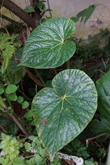 Begonia silletensis