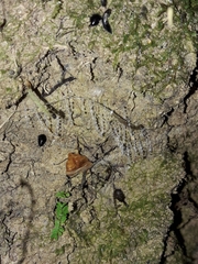 Arachnocampa luminosa