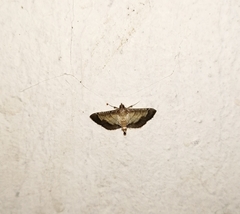 Cnaphalocrocis trebiusalis