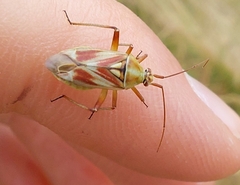 Calocoris roseomaculatus roseomaculatus