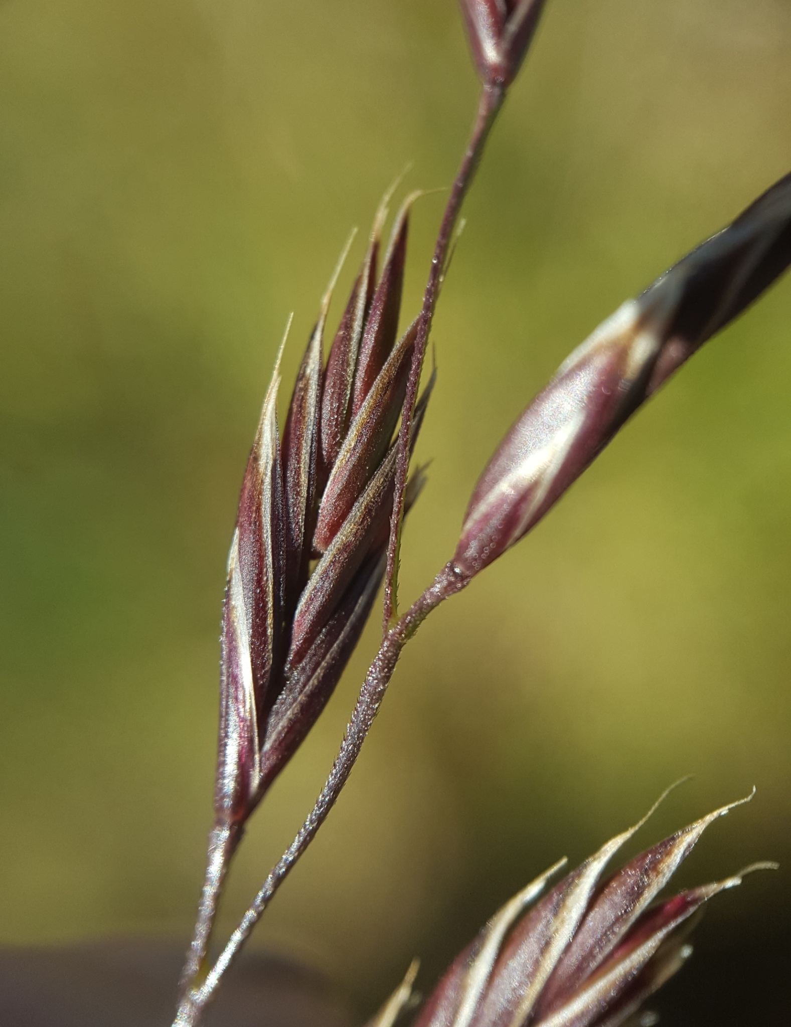 (c) François Rousseu, certains droits réservés (CC BY-NC) https://www.inaturalist.org/observations/124225258