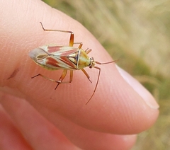 Calocoris roseomaculatus roseomaculatus