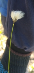Eriophorum brachyantherum
