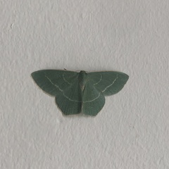 Chlorissa viridata