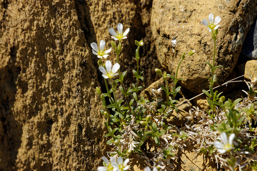 Newfoundland Chickweed (Cerastium terrae)