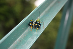 Diactor bilineatus