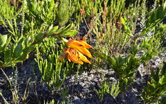Liparia splendens comantha