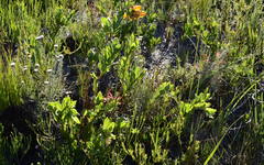 Liparia splendens comantha