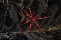 Anoplodactylus evansi