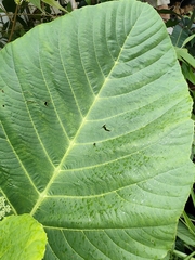 Leea macrophylla