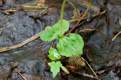 Neottia cordata