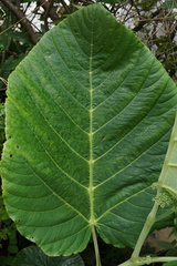Leea macrophylla