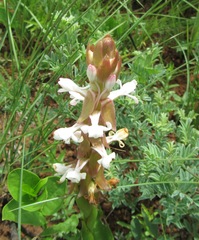 Satyrium longicauda longicauda