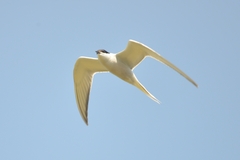 Sterna hirundo longipennis