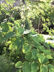 Reynoutria × bohemica