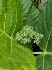 Leea macrophylla
