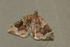 Eulithis prunata