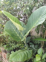 Leea macrophylla