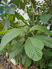 Apocynoideae