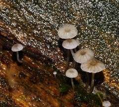 Mycena maldea